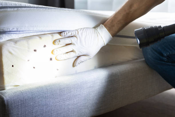 Best Mosquito Control Services  in Center Hill, FL