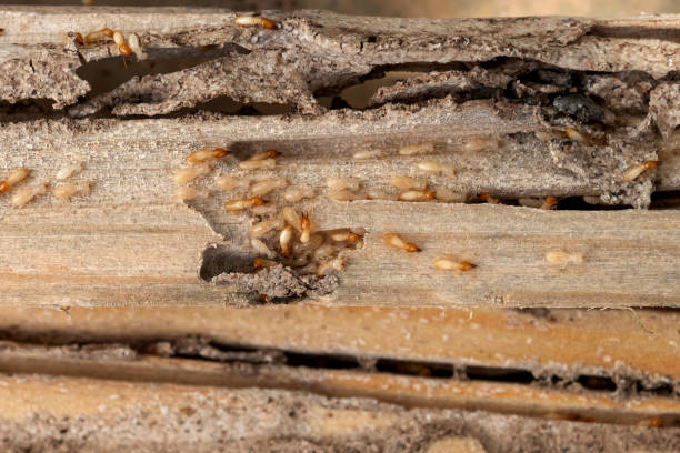 Best Best Pest Control Companies  in Center Hill, FL