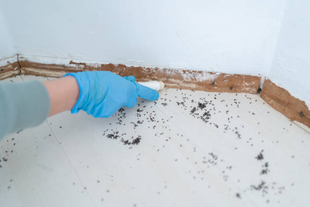 Best Bed Bug Extermination  in Center Hill, FL
